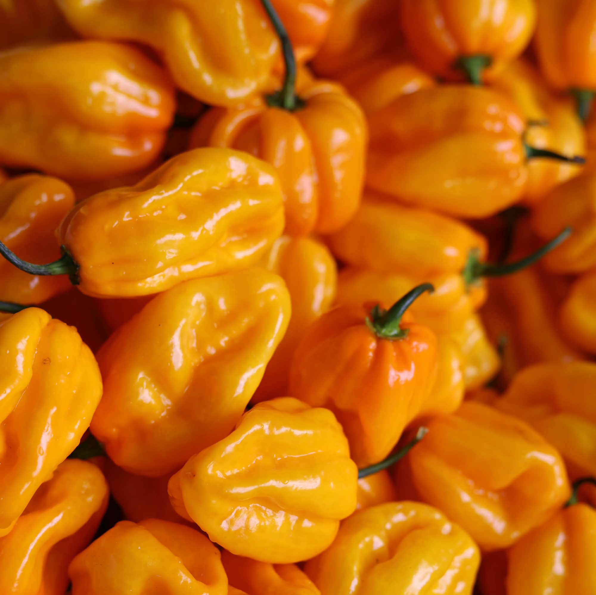 maison-martin-tonnerre-force-8-12-sauce-piquante-pur-habanero-jaune image 4