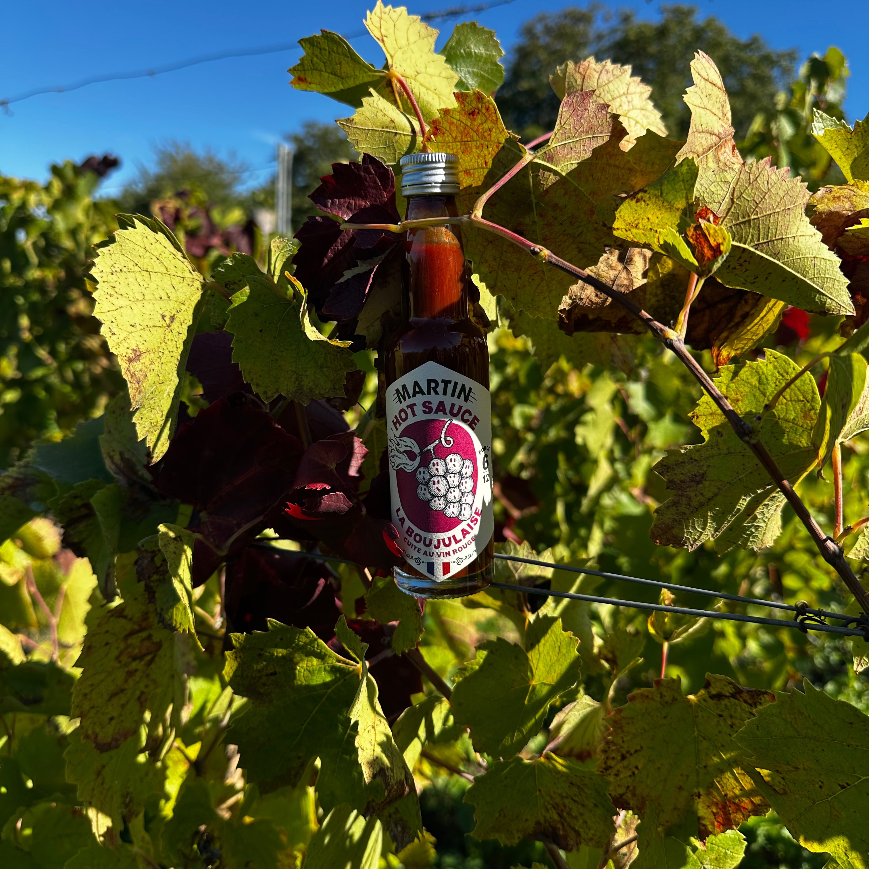 maison-martin-la-boujulaise-sauce-piment-e-au-vin-nouveau-gamay-force-6-12-ditio image 5