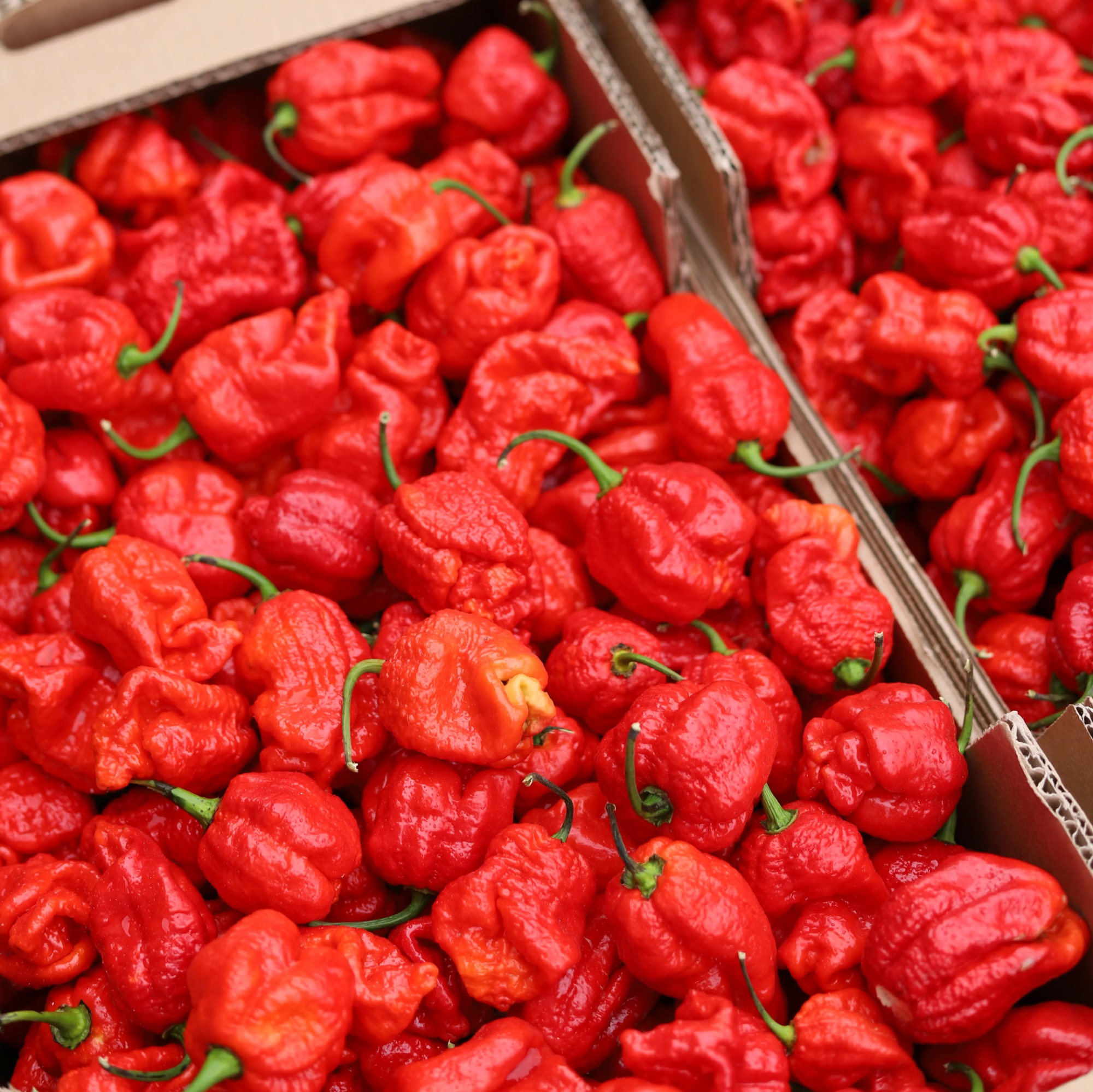 maison-martin-armageddon-force-10-12-sauce-piment-agrume-dition-limit-e image 4